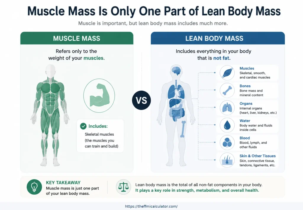 Muscle mass vs lean body mass: key differences explained