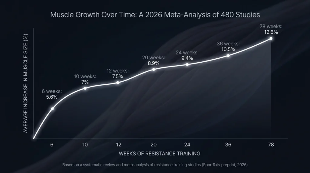 Chart showing average muscle size increase from 6 to 78 weeks of resistance training, based on a 2026 meta-analysis of 480 studies