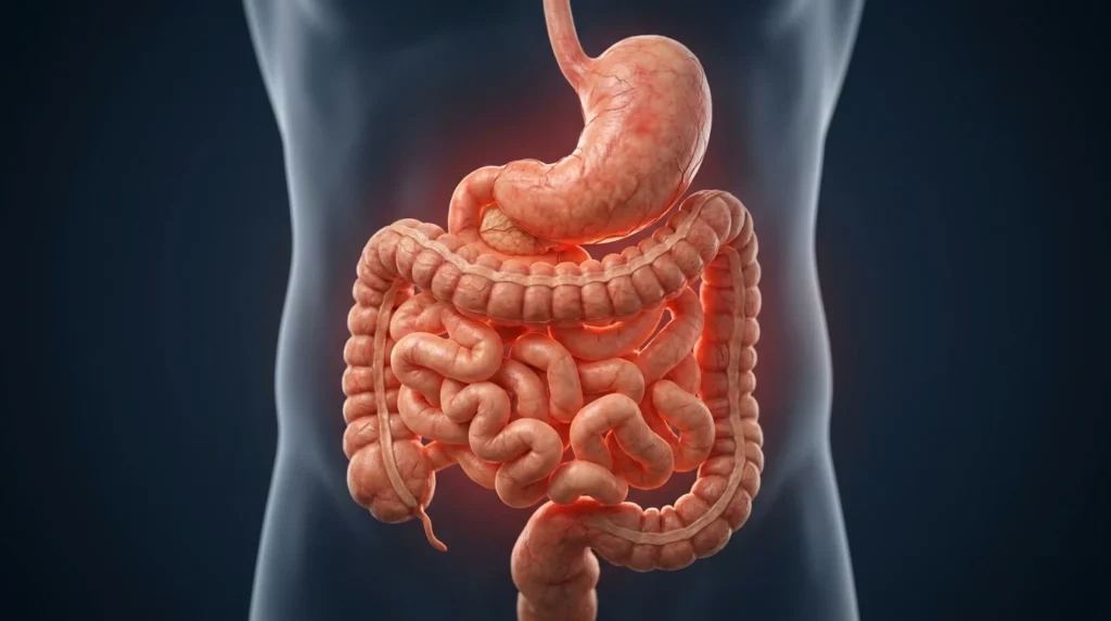 stomach and intestines showing the digestive system